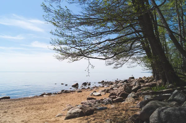 砂浜に石があるビーチ 海岸線に木がある 夏の風景 — ストック写真