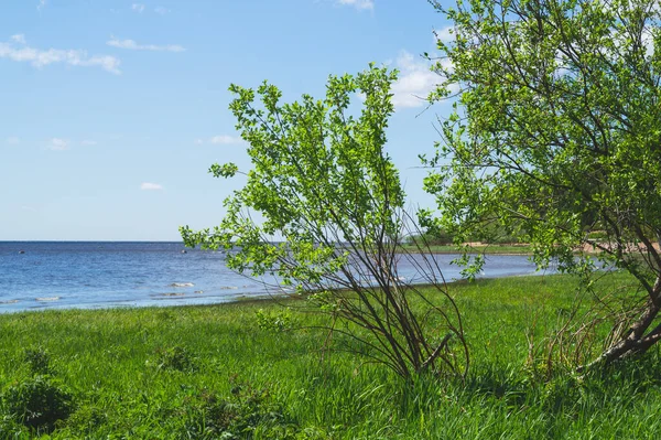 海の岸 水平線だ 緑の葉を持つ植物 成長過ぎた海岸 夏の日 — ストック写真