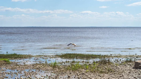 Denizin kıyısında. Ufuk çizgisi olan deniz manzarası. Bulutlu gökyüzü. Çakıl taşlı alüvyon kıyısı. su yüzeyi