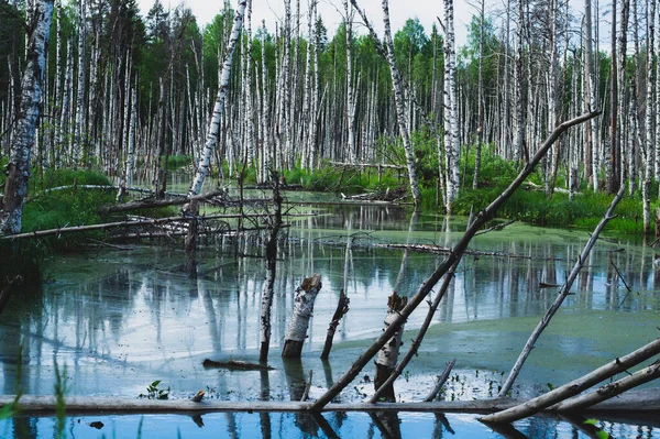 被洪水淹没的森林 树干的桦树在水里 茂密的林地 自然景观 — 图库照片