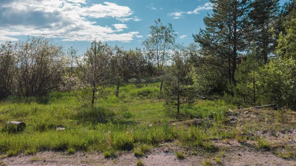 Plantes Arbres Paysage Naturel Feuillage Vert Jour Été Ciel Nuages — Photo