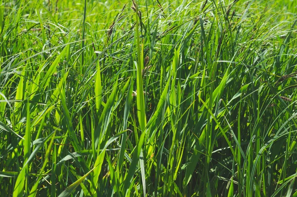 Blad Grönt Gräs Plantstjälkar Närbild — Stockfoto