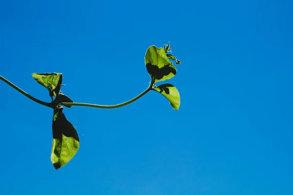 Verde Parte Contra Céu Azul Claro Planta Jardim Close — Fotografia de Stock