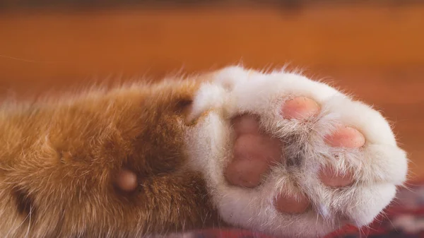 Kočičí Tlapa Zblízka Domácí Mazlíček Odpočinku — Stock fotografie