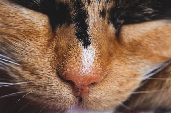 Sovande Kattporträtt Nära Håll Husdjursvila — Stockfoto