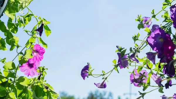 Yeşil yapraklı mor çiçekler. Bahçe bitkileri