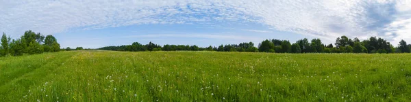 Поле Травой Цветами Панорама Сельской Местности — стоковое фото