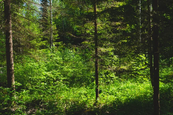 Dense Forest Summer Day Overgrown Woodland Trees Plants — Stock Photo, Image