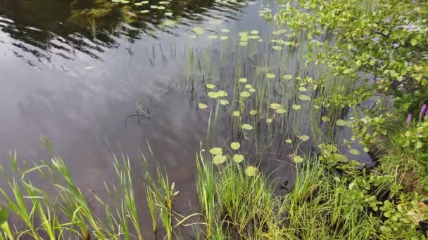 Kolam Dengan Tanaman Air Permukaan Air Dengan Riak — Stok Video