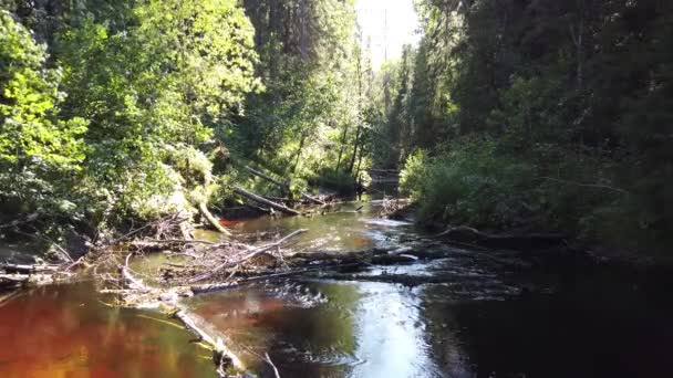 Forest River Woodland Creek Écoulement Eau Dans Cours Eau Rocheux — Video