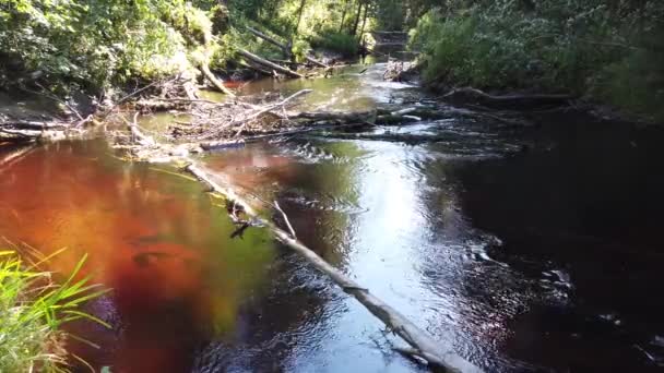 Río Forest Arroyo Del Bosque Flujos Agua Cursos Agua Rocosos — Vídeo de stock