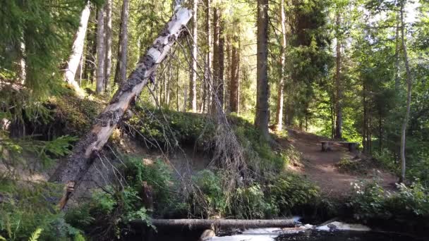 Parque Con Estanque Follaje Denso Tronco Árbol Banco Madera — Vídeos de Stock