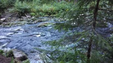  Orman nehri. Woodland Deresi. Su sıçratarak akıyor. Kayalık su yolu
