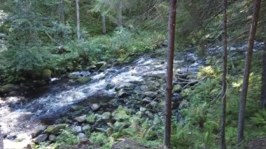  Orman nehri. Woodland Deresi. Su sıçratarak akıyor. Kayalık su yolu