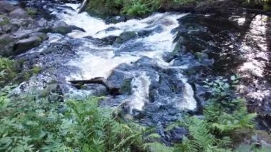  Orman nehri. Woodland Deresi. Su sıçratarak akıyor. Kayalık su yolu