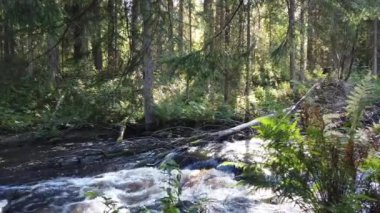  Orman nehri. Woodland Deresi. Su sıçratarak akıyor. Kayalık su yolu