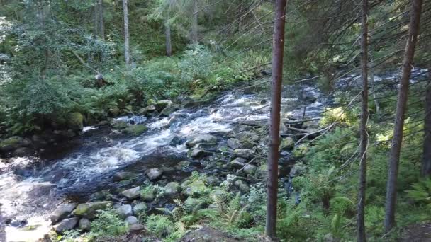 Forest River Woodland Creek Écoulement Eau Avec Éclaboussures Cours Eau — Video