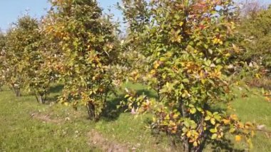 Sonbahar bitkileri. Rüzgarda sallanan yapraklar. Yapraklı dallar