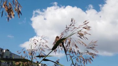 Serçe bir dala oturur. Bir bitkinin üzerinde oturan kuş. yavaş çekim