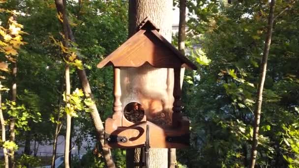 Wiewiórka Siedzi Karmniku Drzewie Drewniany Dom Dla Zwierząt Leśnych — Wideo stockowe