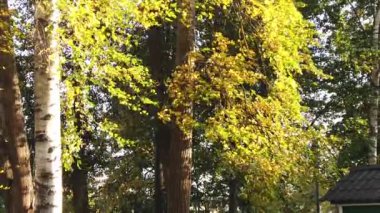Sonbahar ağaçları. Rüzgarda sallanan yapraklar. yavaş çekim