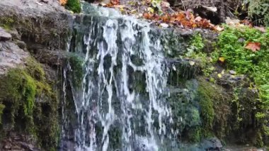 Orman deresi. Su akıntısı Orman şelalesi. Damlalar damlıyor. yavaş çekim