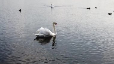 Kuğular ve ördekler gölde yüzer. yavaş çekim