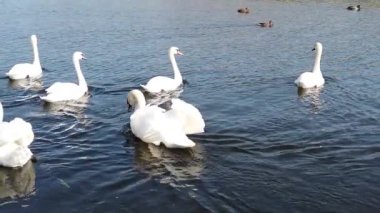 Kuğular ve ördekler gölde yüzer. yavaş çekim
