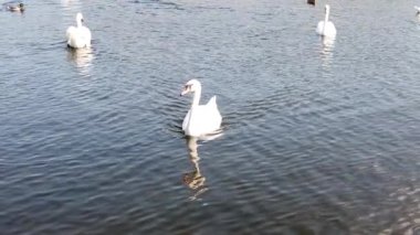 Kuğular ve ördekler gölde yüzer. yavaş çekim