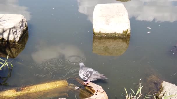 Palomas Volando Sobre Estanque Cámara Lenta — Vídeo de stock