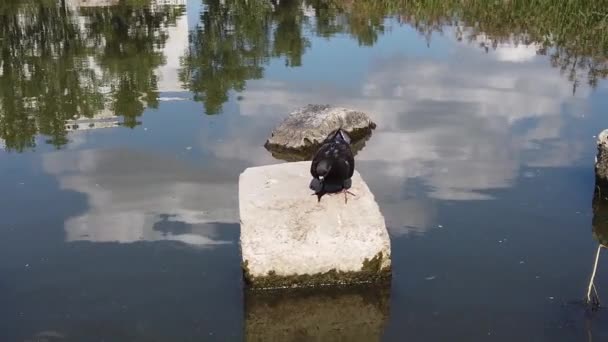 鸽子和麻雀慢悠悠地飞过池塘 — 图库视频影像