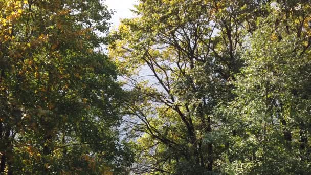 Árvores Outono Folhagem Balançando Vento Câmara Lenta — Vídeo de Stock