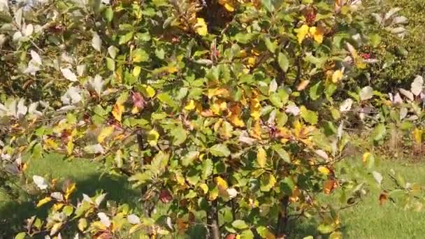 Herbstpflanzen Laub Wiegt Sich Wind Zeitlupe — Stockvideo