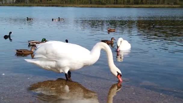 Cigni Anatre Sul Lago Rallentatore — Video Stock