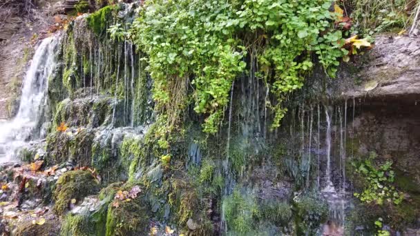 Forest Creek Cours Eau Cascade Des Bois Éclaboussures Gouttes — Video