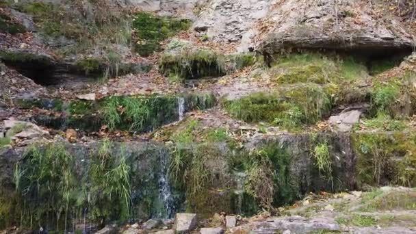 Fiume Della Foresta Ruscello Boschivo Flusso Acqua Con Spruzzi — Video Stock