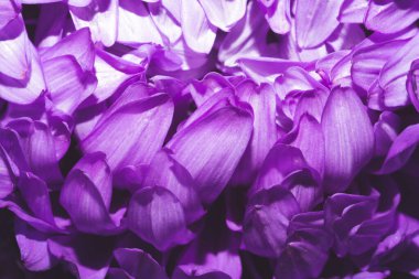 Kasımpatı yaprakları yakından geliyor. soyut arkaplan