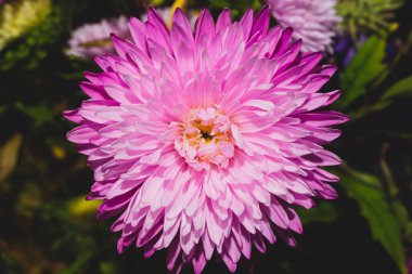 Pembe taçyapraklı kasımpatı çiçeği