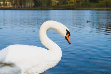 Beyaz kuğu gölde duruyor. Yakından.