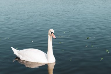 Gölde yüzen yalnız bir kuğu.