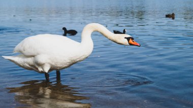Beyaz kuğu gölde duruyor. Yakından.