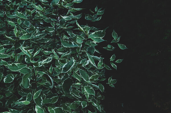 Dark leaves background. green foliage