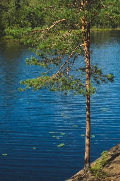 Pinheiro Margem Lago Superfície Água Dia Verão — Fotografia de Stock