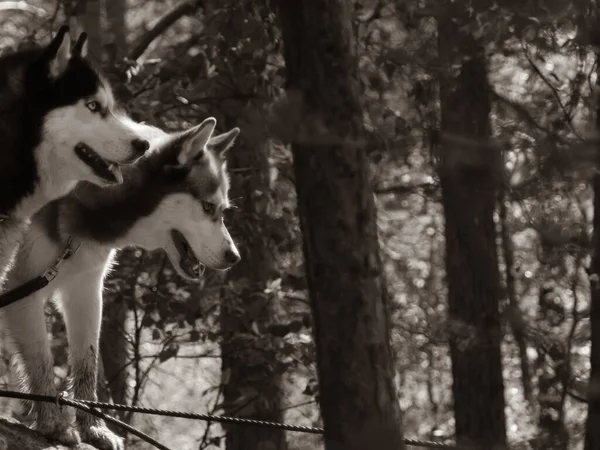 Husky Uma Caminhada Cães Bonitos Parque Animais Estimação Domésticos — Fotografia de Stock