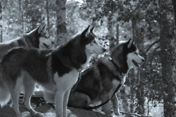 Husky Yürüyüşe Çıktı Parktaki Sevimli Köpekler Evcil Hayvanlar — Stok fotoğraf