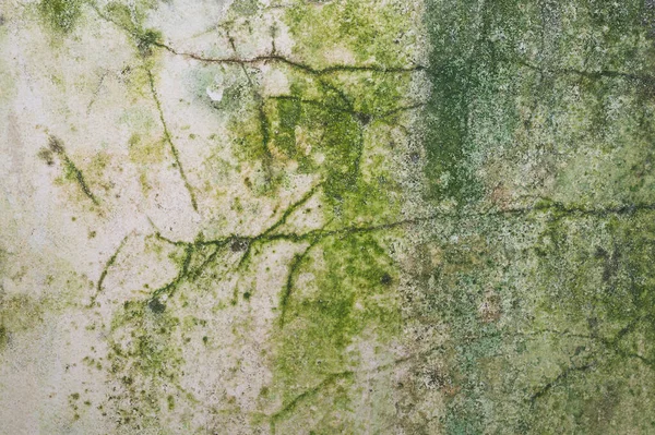 Old wall surface with mold close up. grunge background