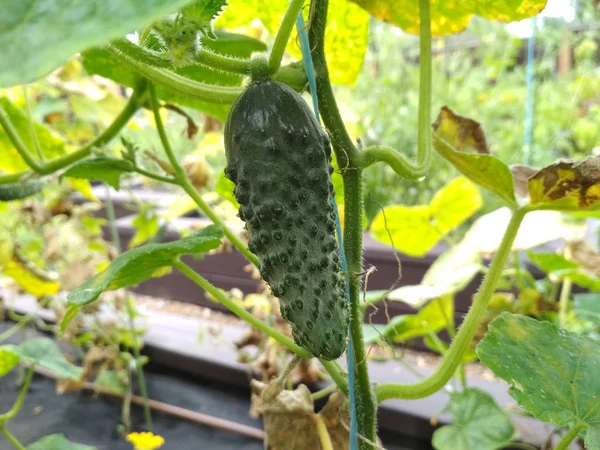 Gurken wachsen in einem Garten. Gurken ernten. — Stockfoto