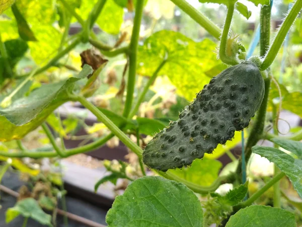 Gurken wachsen in einem Garten. Gurken ernten. — Stockfoto