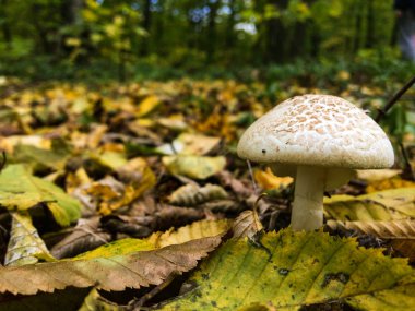 güneşli bir sonbahar bir ormanda mantar