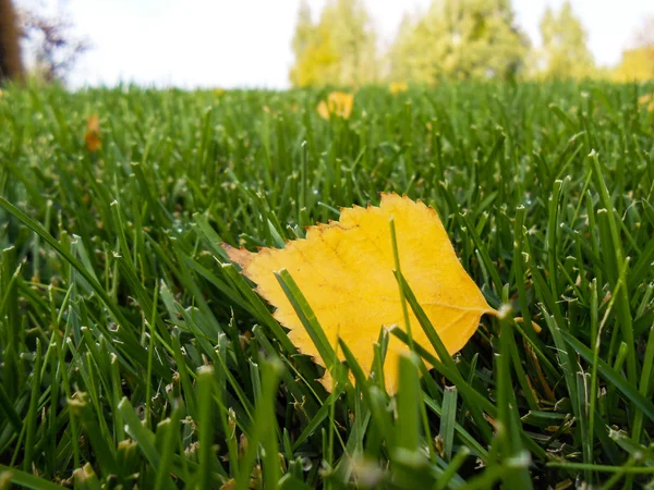 Herbstgelbe Blätter auf grünem Gras, Makro-Nahaufnahme. — Stockfoto